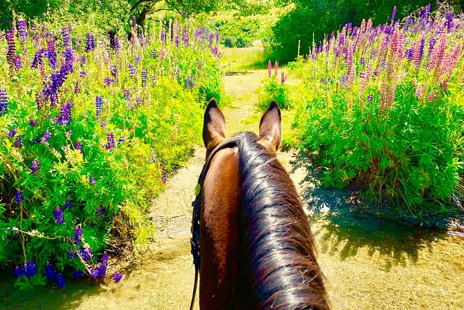 Cardrona High Country Pub Trail Horse Trek (Intermediate level+) - Guides, horses, and the small-group advantage