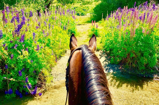 Cardrona High Country Pub Trail Horse Trek (Intermediate level+) - Weather, clothing, and physical demands